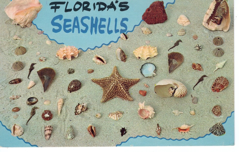 TROPICAL SHELLS - PC5156