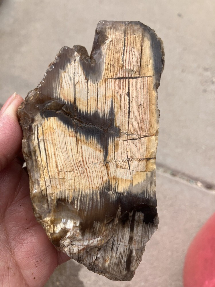 Petrified Wood , Fluorescent Under UV Light