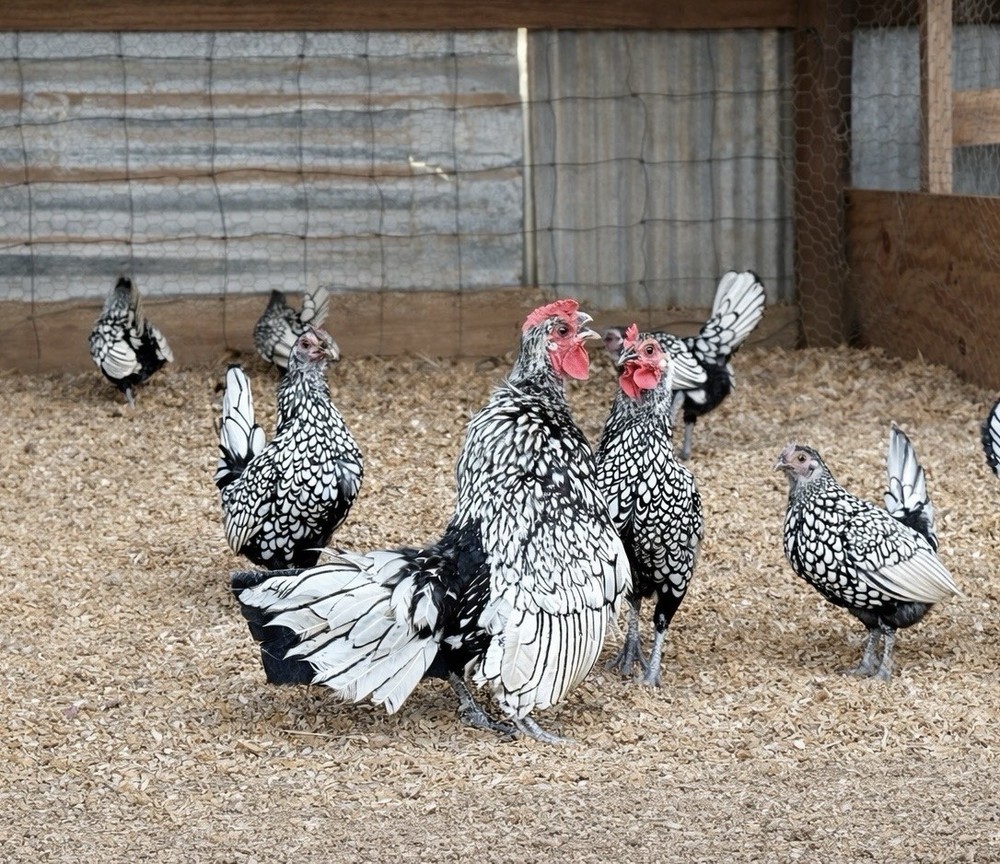 Show Quality Tiny Silver Seabrights Hatching Eggs 6+