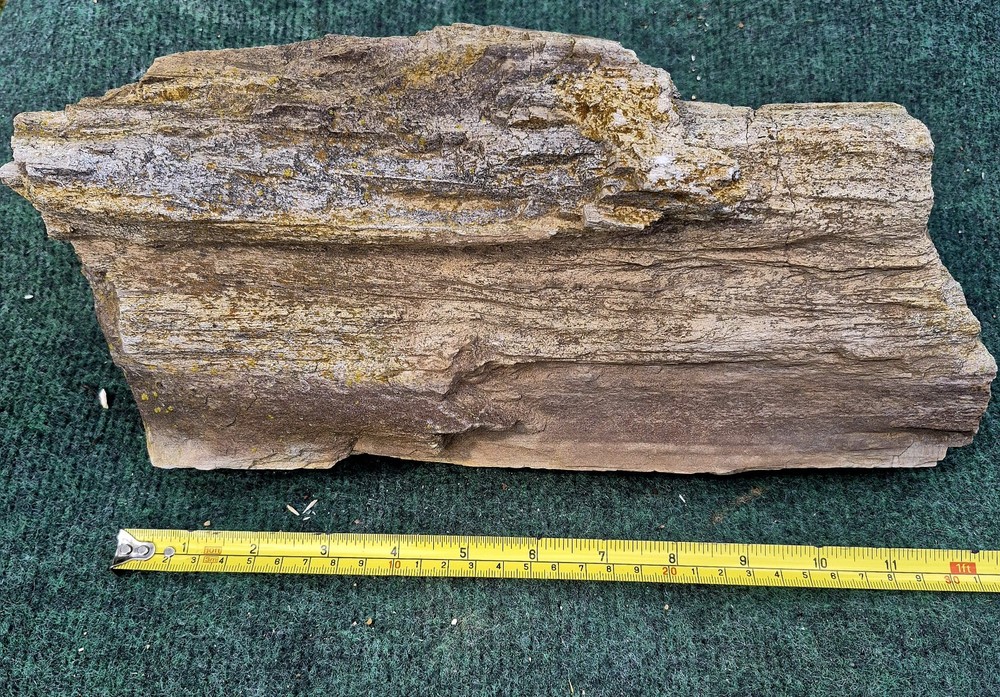 12in. Petrified Wood