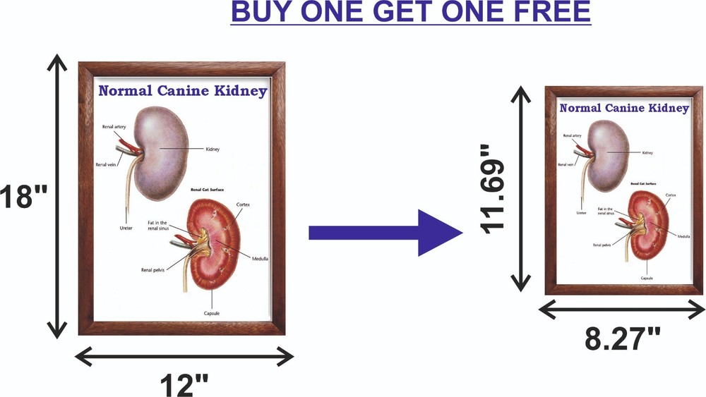 Normal Canine Kidney Chart 12x18 inches