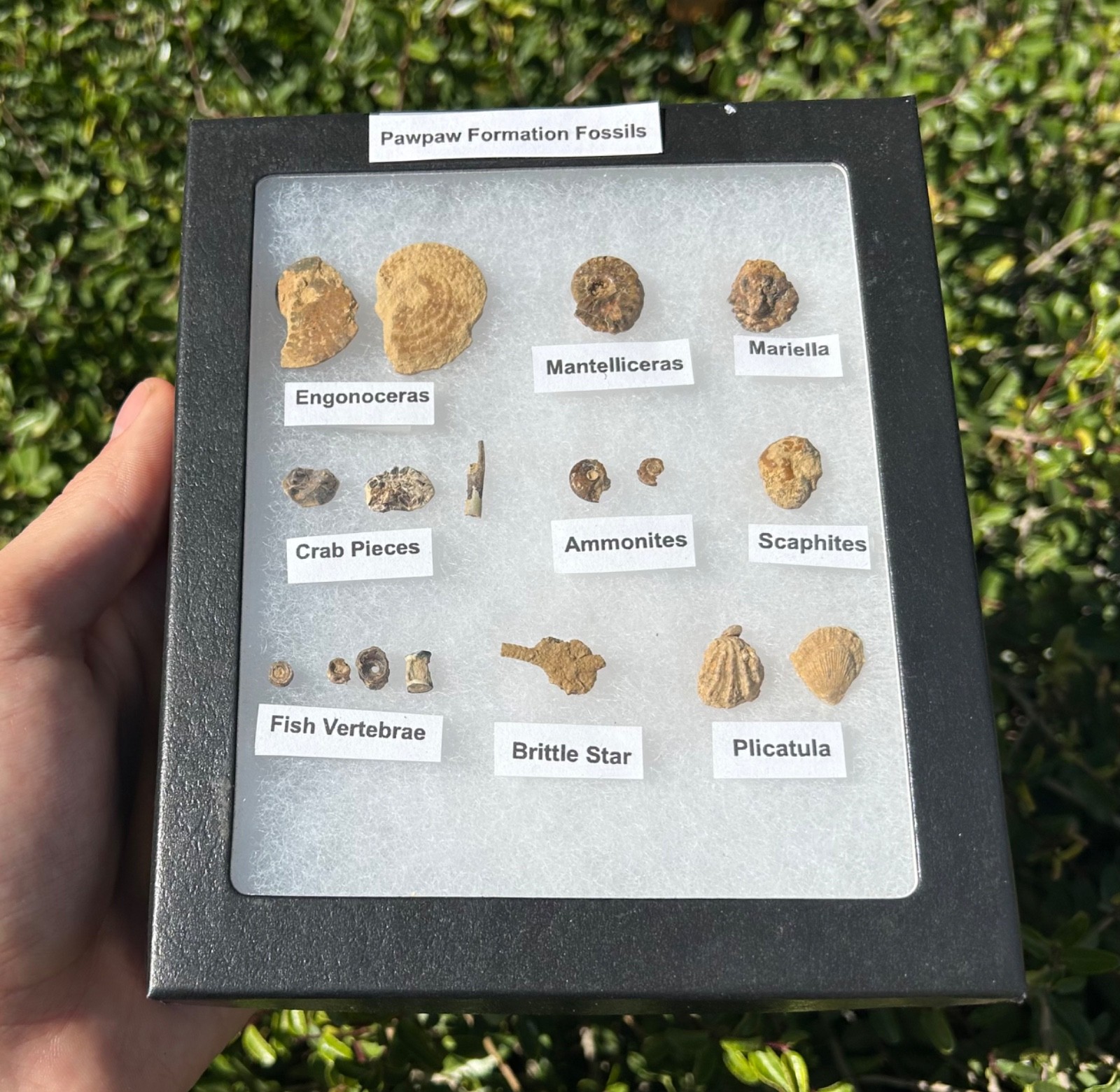 Pawpaw Formation Fossils Collection Starfish Ammonites Crabs Scaphites etc