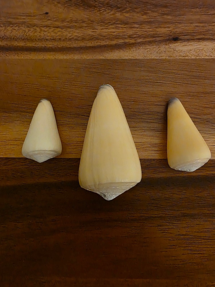 Ocean Seashell Lot - Estate Find