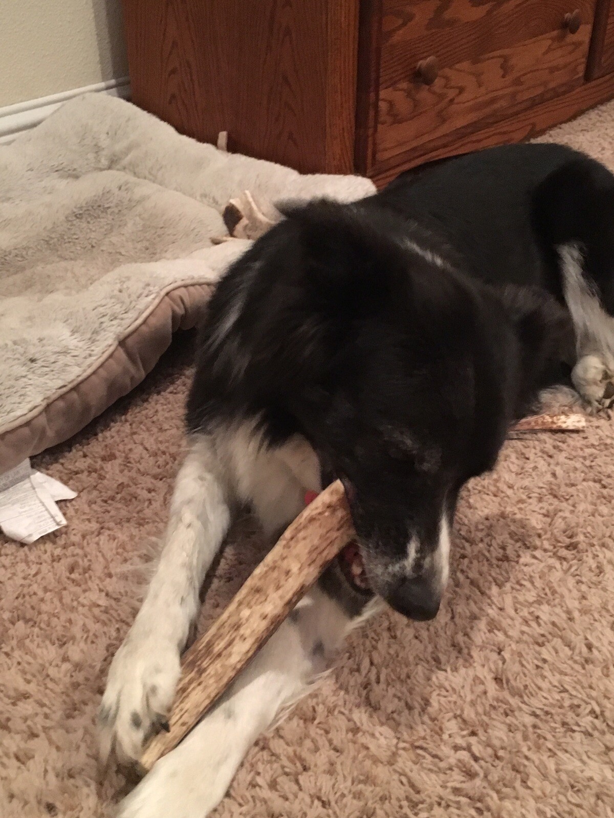 1 Pound Cheap Chews Split Elk & Deer Antler Dog Chew Mix-M/L/XL SALE Bulk Large