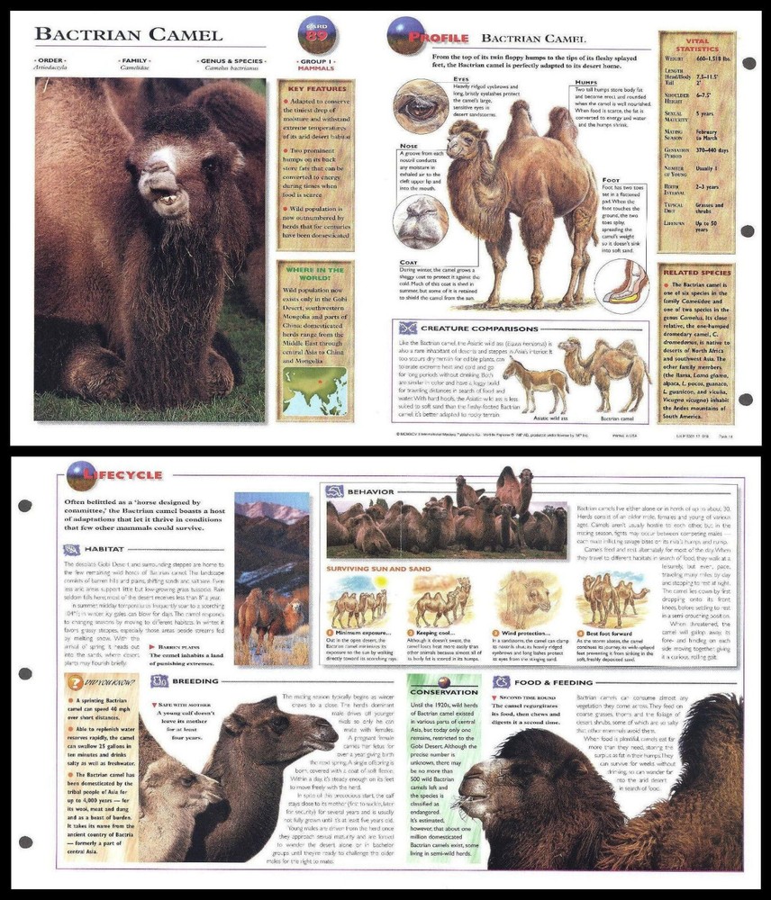 Fold-Out Sheet - Bactrian Camel - 89