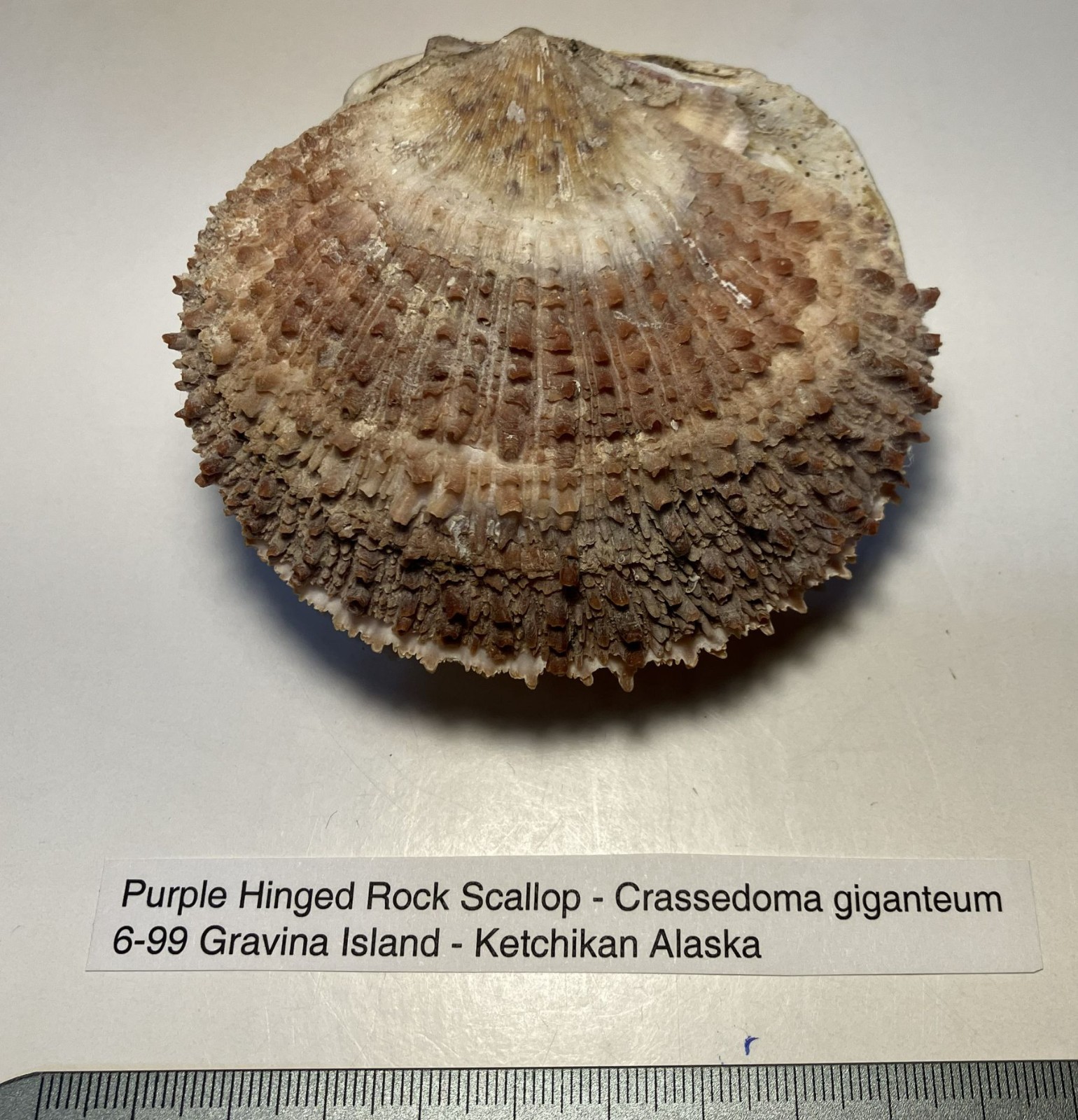 Crassedoma giganteum. Rock Scallop. Collected in SE Alaska. Attached to bivalve.