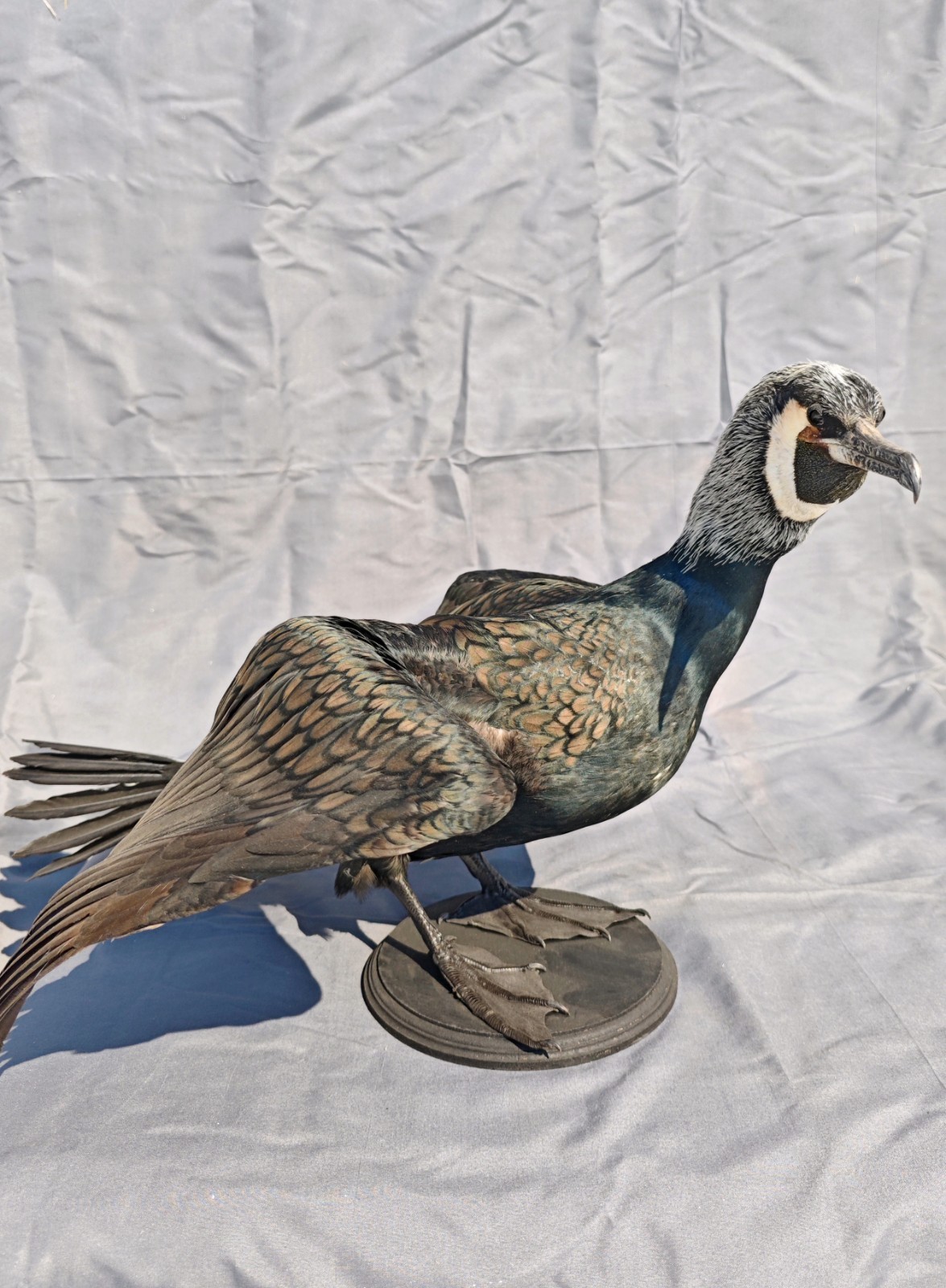 Phalacrocorax Taxidermia