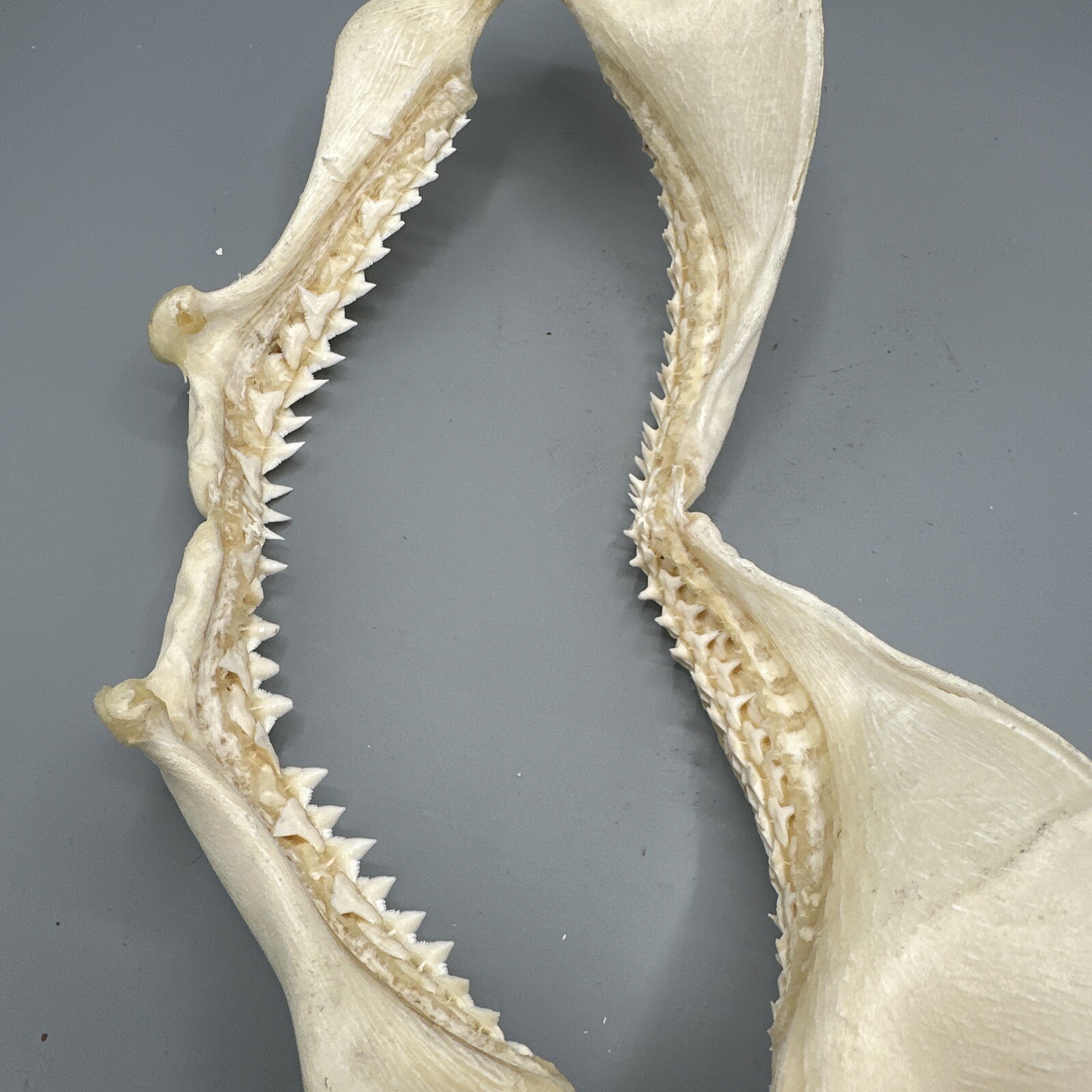 Large Shark Jaw Fossil 🦈