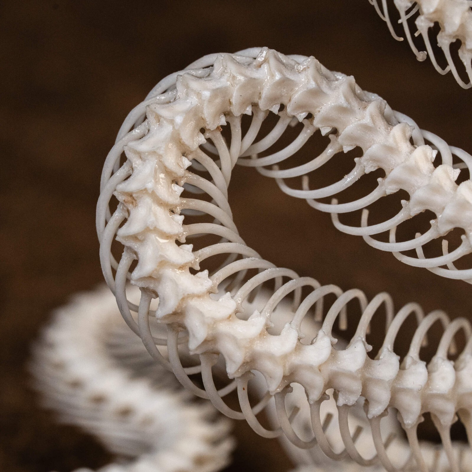 Real Snake skeleton taxidermy in attack pose, snake bone collectibles