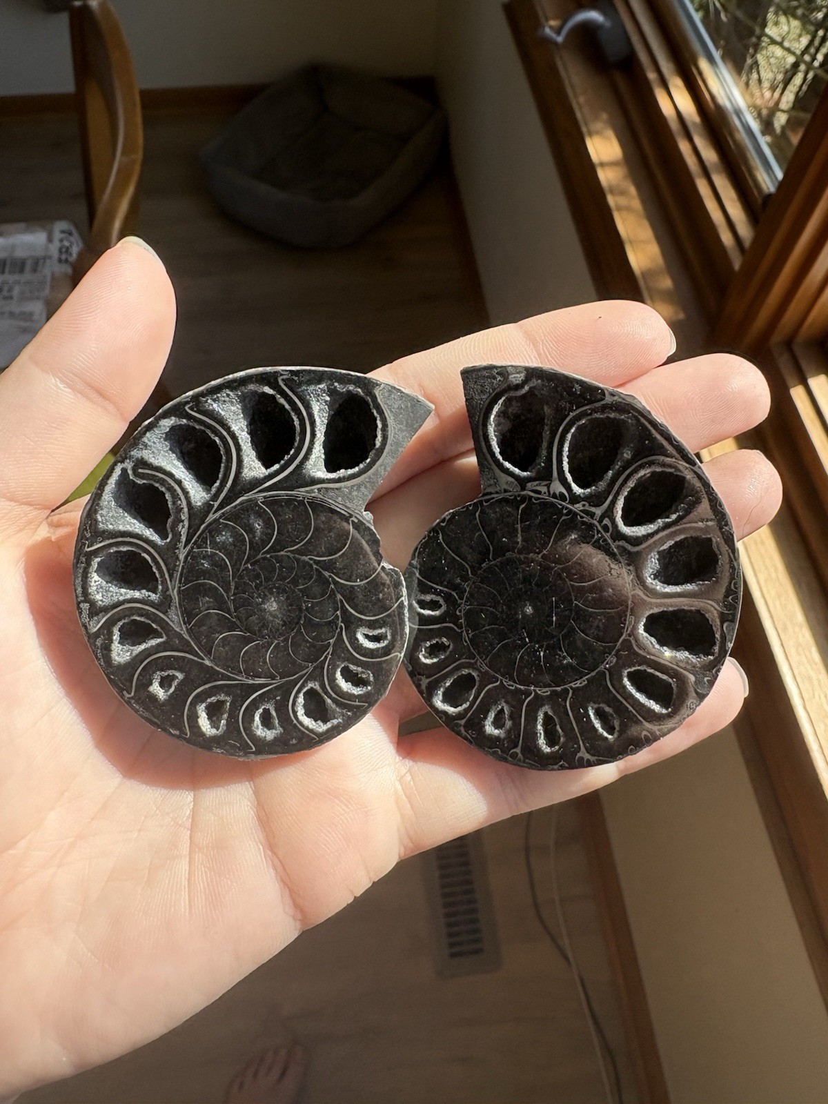 Black Ammonite Fossil Pair