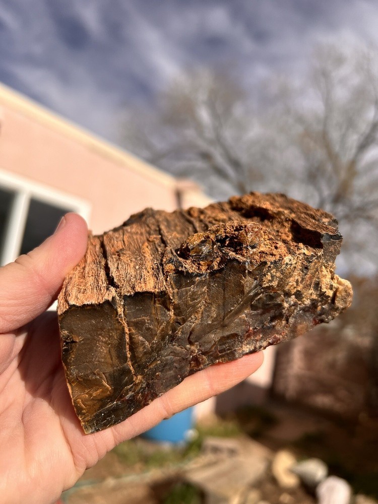 DoBell Ranch Petrified Wood
