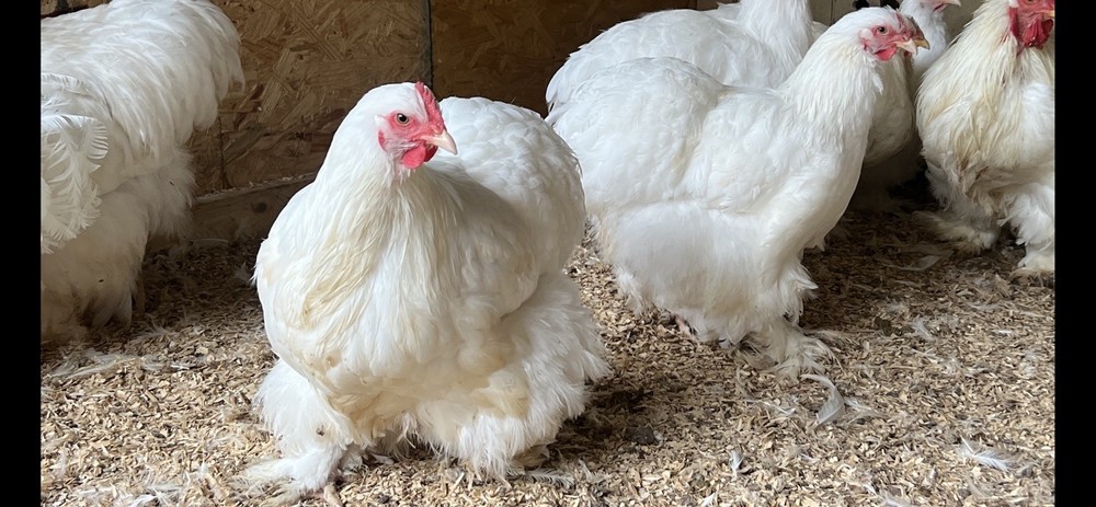 Assorted Large Fowl Hatching Eggs—Exhibition Line