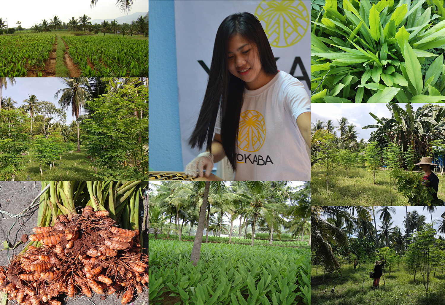 250 Capsules Turmeric Curcumin 5000mg Herbal Extract with BioPerine by YOKABA