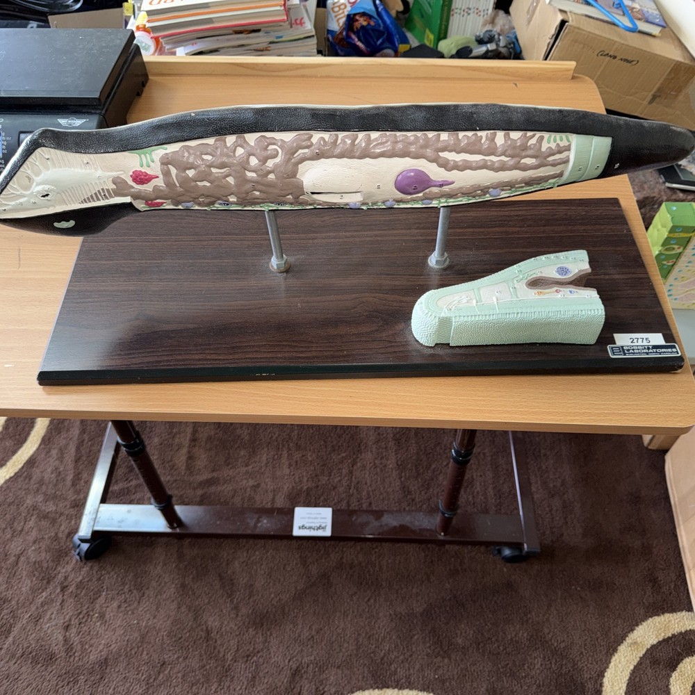 Anatomical Model Planarian Flatworm Bobbitt Laboratories