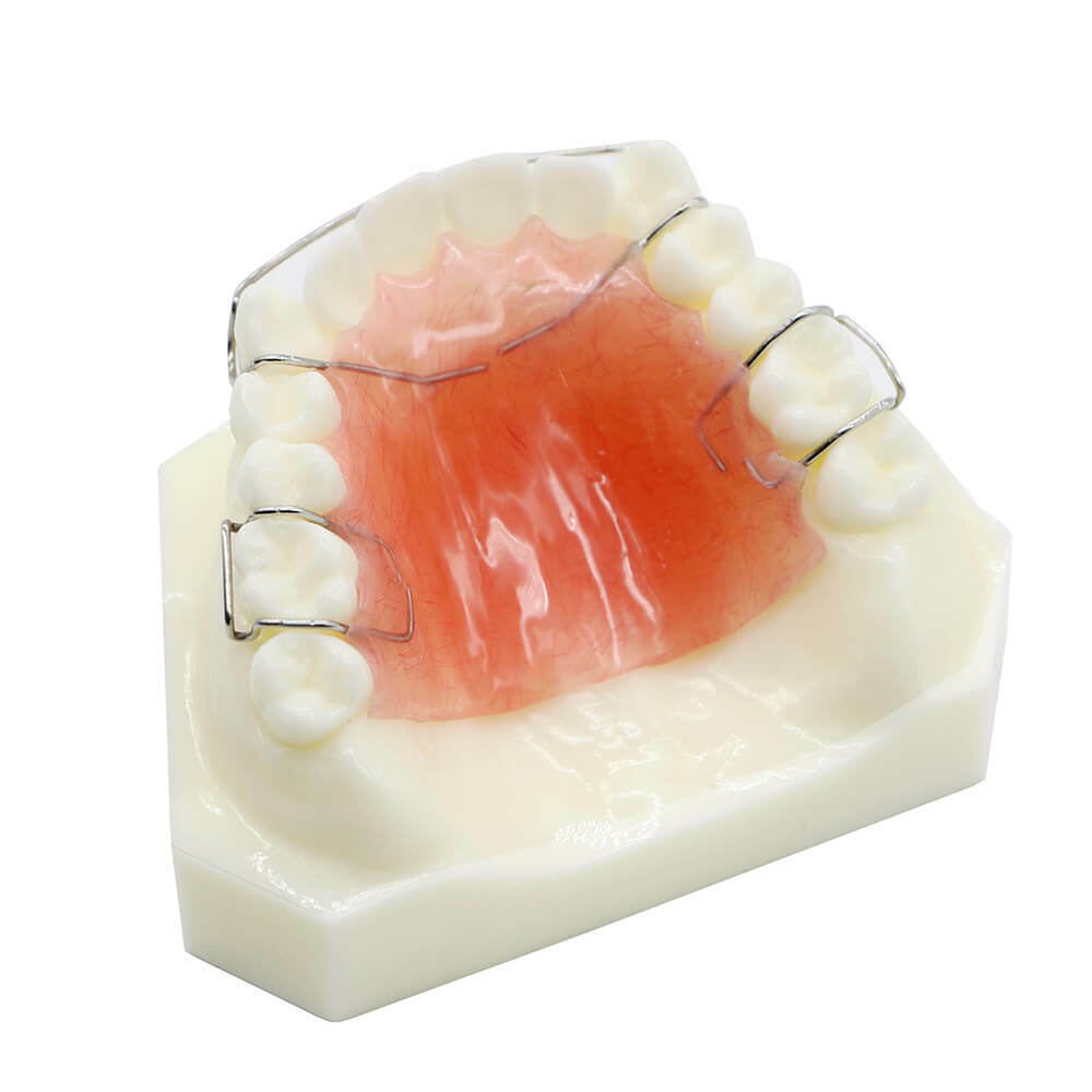 Dental Orthodontic Wearing Trainer Demonstration Plastic Model Teeth