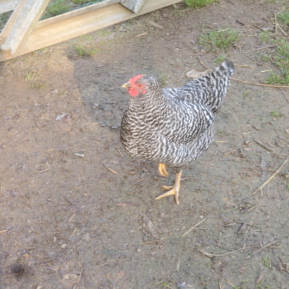 10+ Heritage Dominique Hatching Eggs