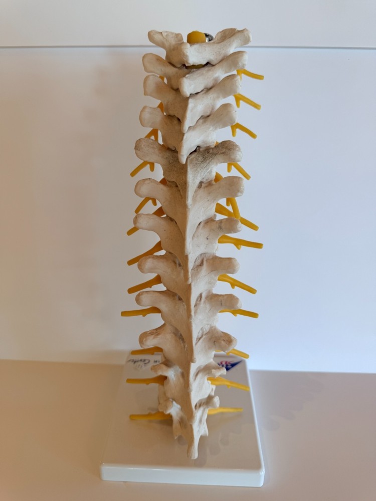 Thoracic Spine Model A73 3B Scientific