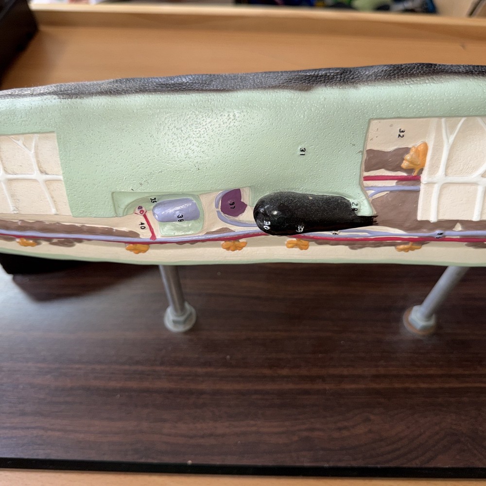 Anatomical Model Planarian Flatworm Bobbitt Laboratories