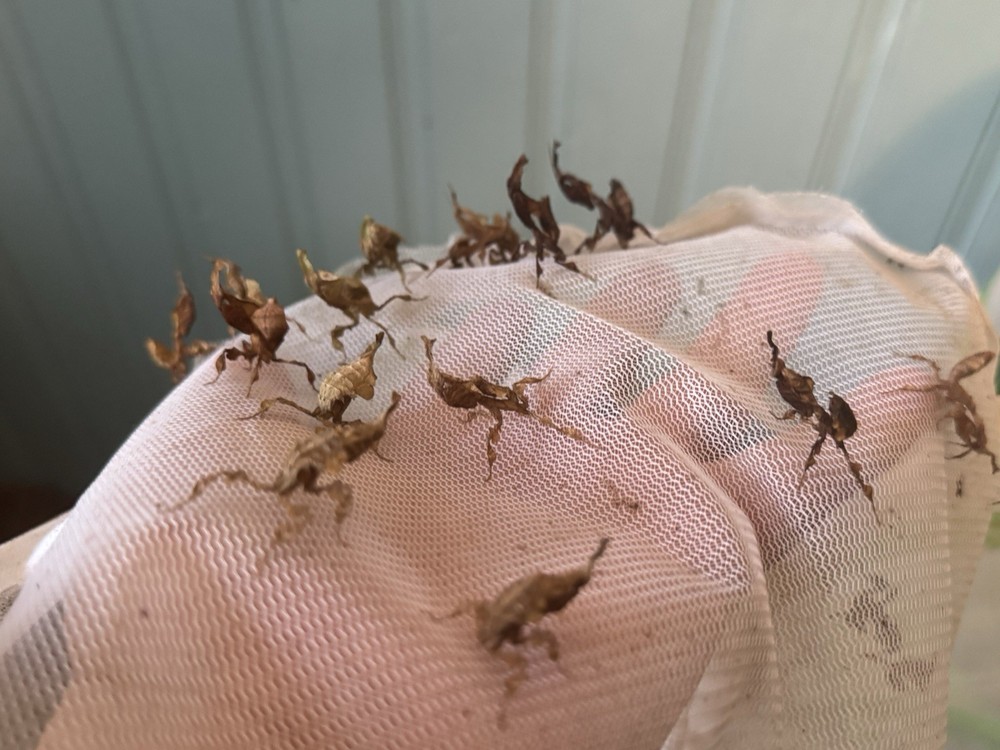 Live Ghost Praying Mantis (Phyllocrania Paradoxa)