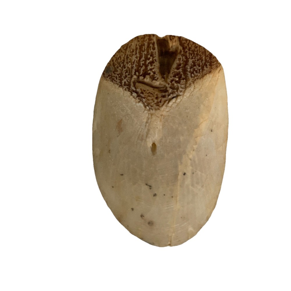 Tarpon Fish Scale~Natural Finger File