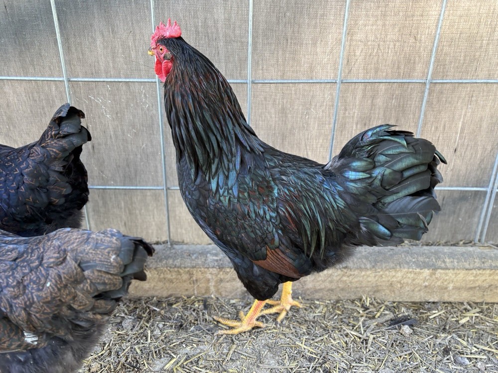 Barnevelder hatching eggs (12 Eggs)