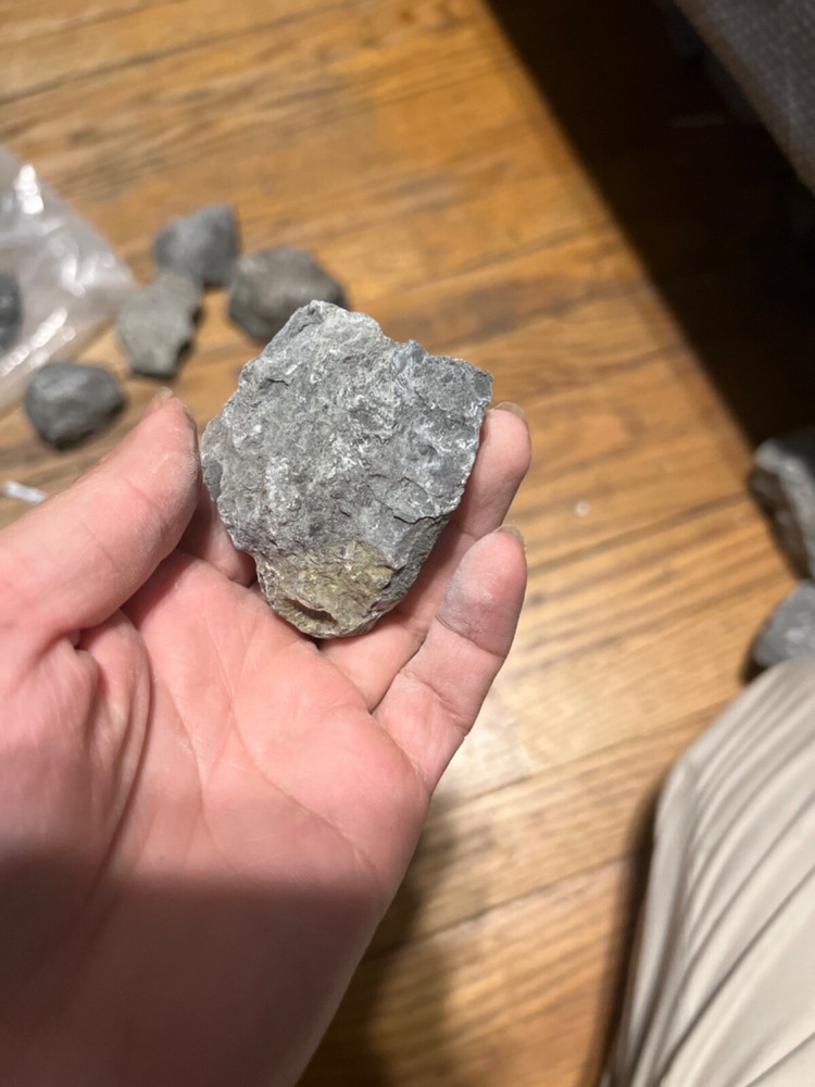 fossil rocks marine creatures
