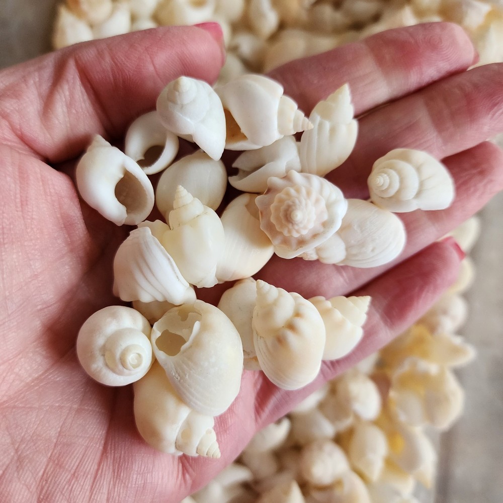 25pc Nassa Arcularis Shells - Wholesale Shells - Bulk Shells - Craft Shells