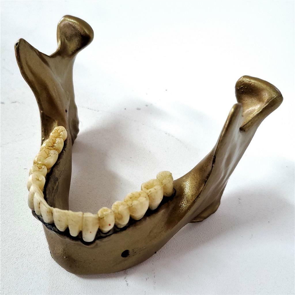 HALLOWEEN HORROR PROP - Realistic resin Human Jaw Business card and pen holder