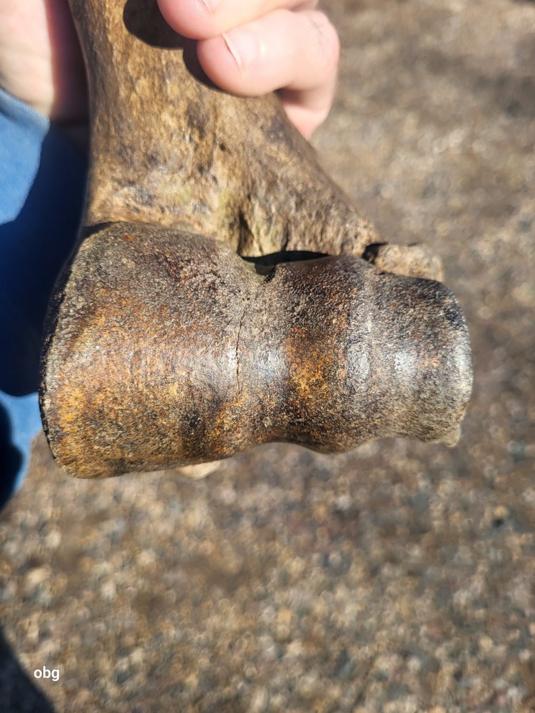Historic Bison Humerus Bone not a fossil