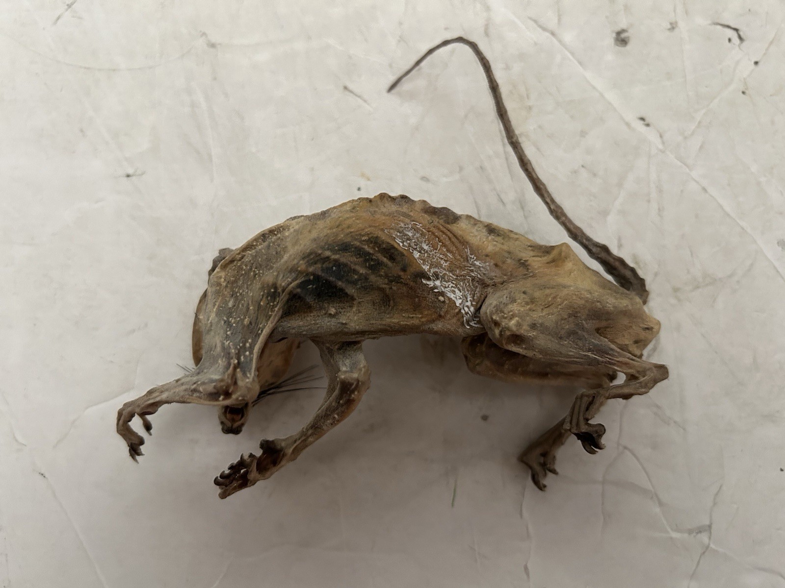 Mummified Baby Squirrel Unusual Unique