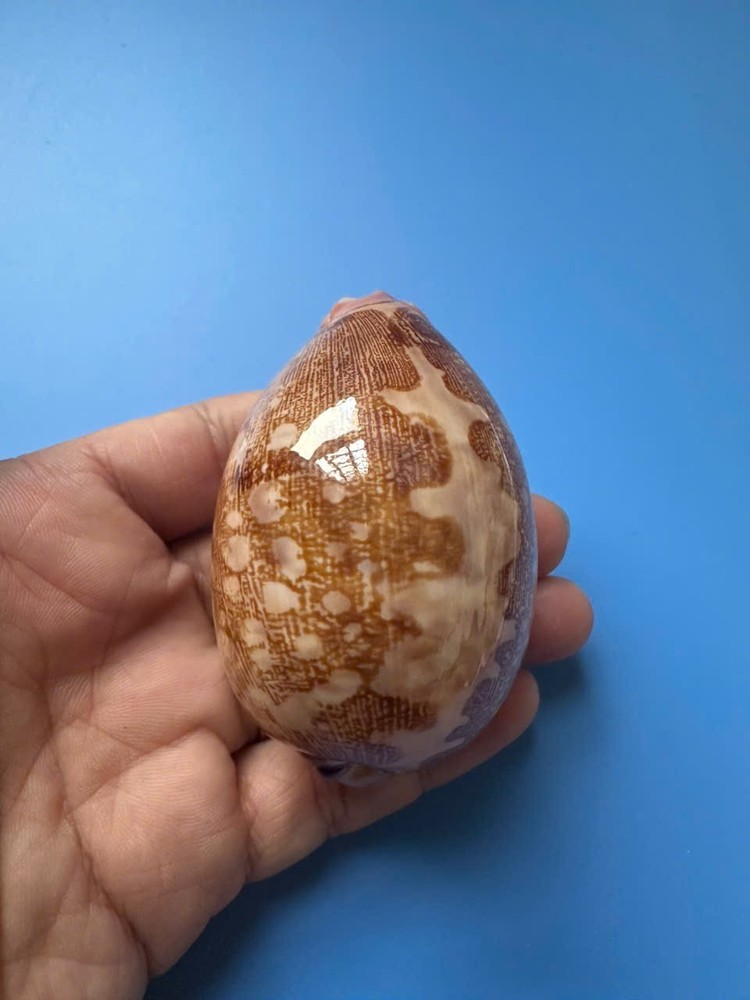 75.6mm | Cypraea Mappa |F+++ GEM | Nice pattern