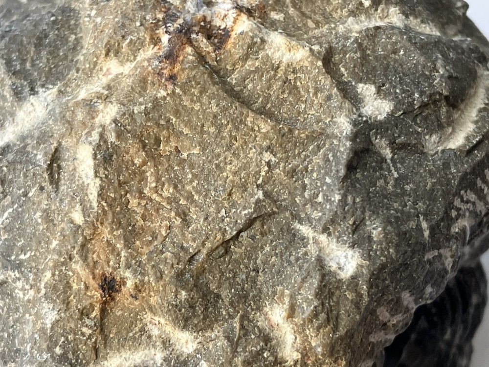 Pre-historic Phacops Trilobite Fossil