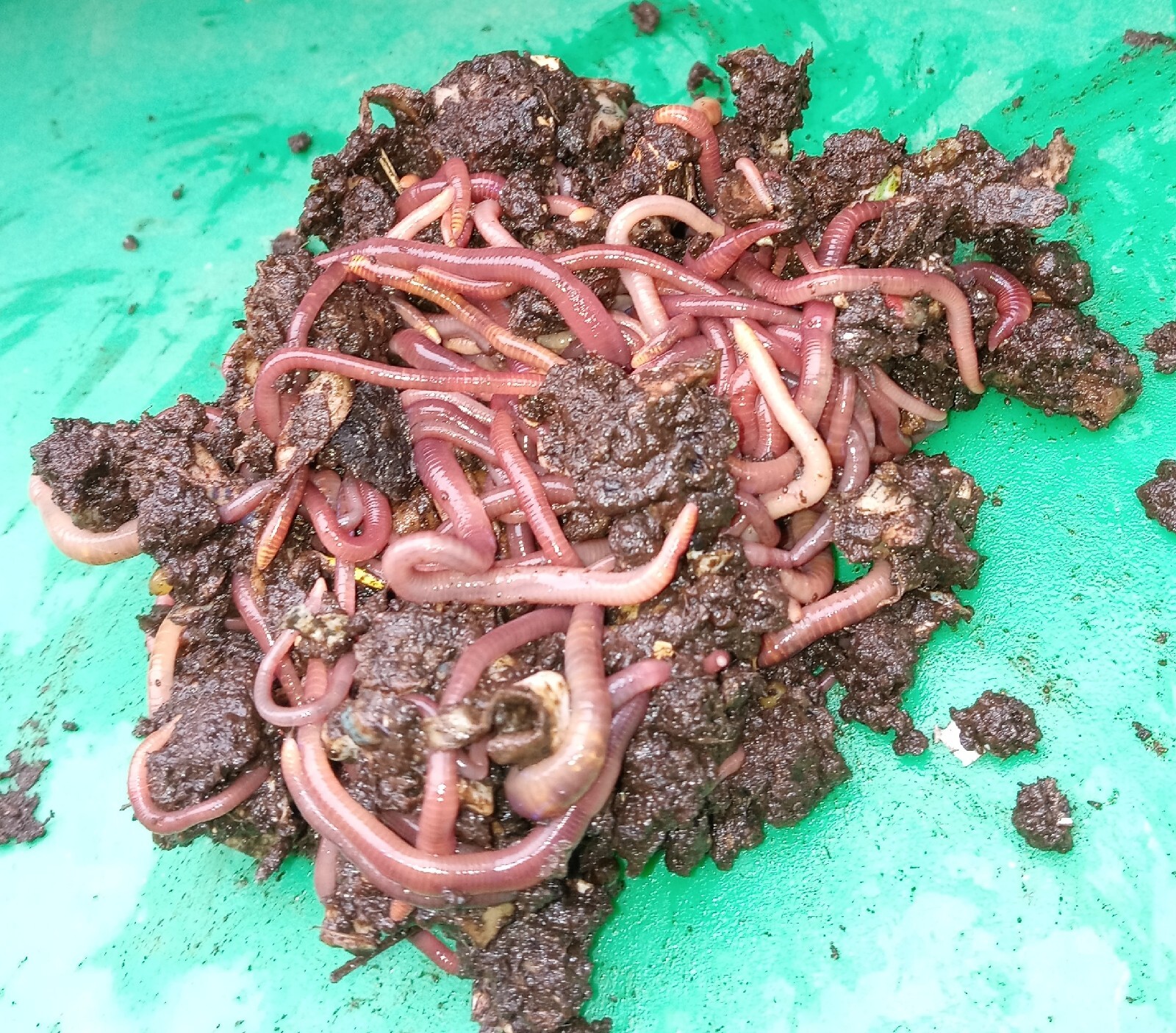 🪱1000+ Worms Red Wigglers🍀1 Lb. NWOT Great Composters🌺Manure Free