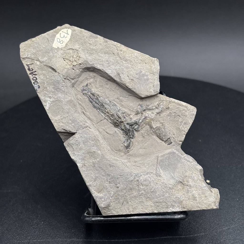 Rare Jurassic fossil squid Rhomboteuthis - La Voulte-sur-Rhône France - 10 cm