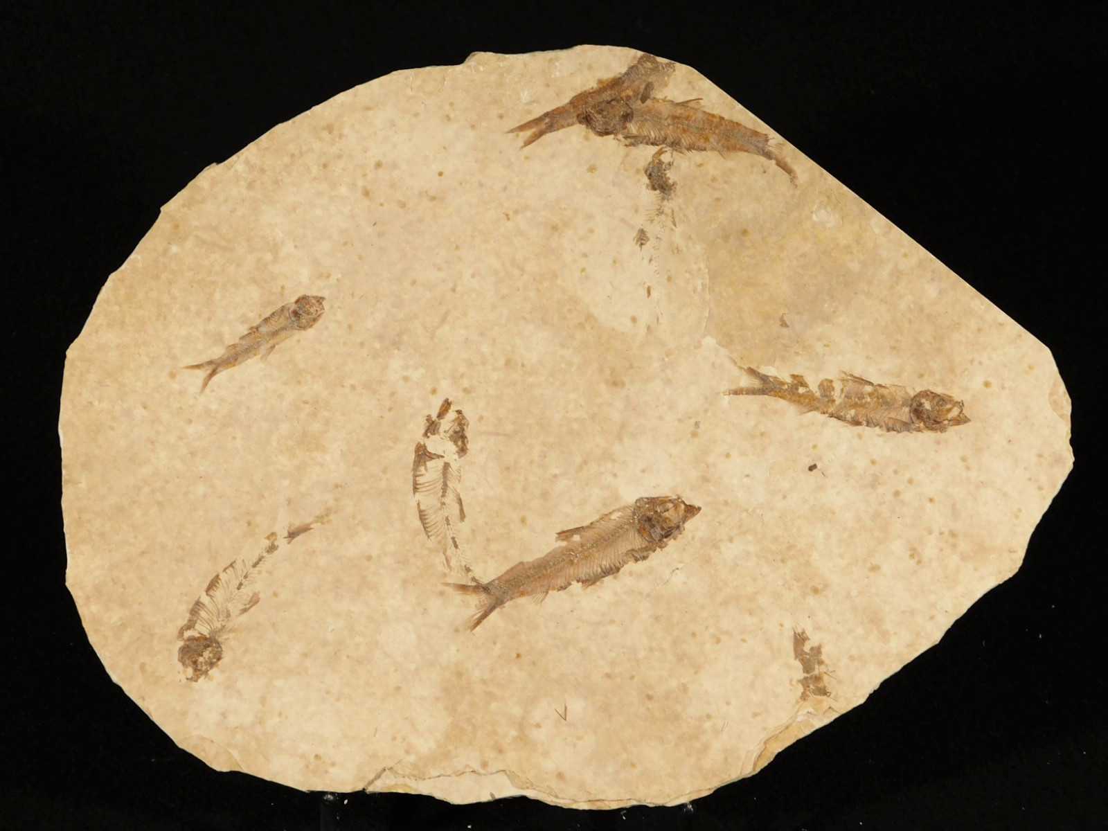Rock AQUARIUM SEVEN! 50 Million Year Old Knightia FISH Fossils Wyoming 359gr