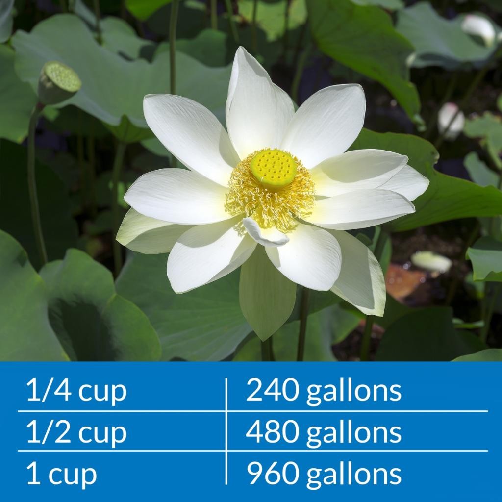 Pond Care Ammo Lock Instant Ammonia Neutralizer & Detoxifier 64oz treats 7680gal