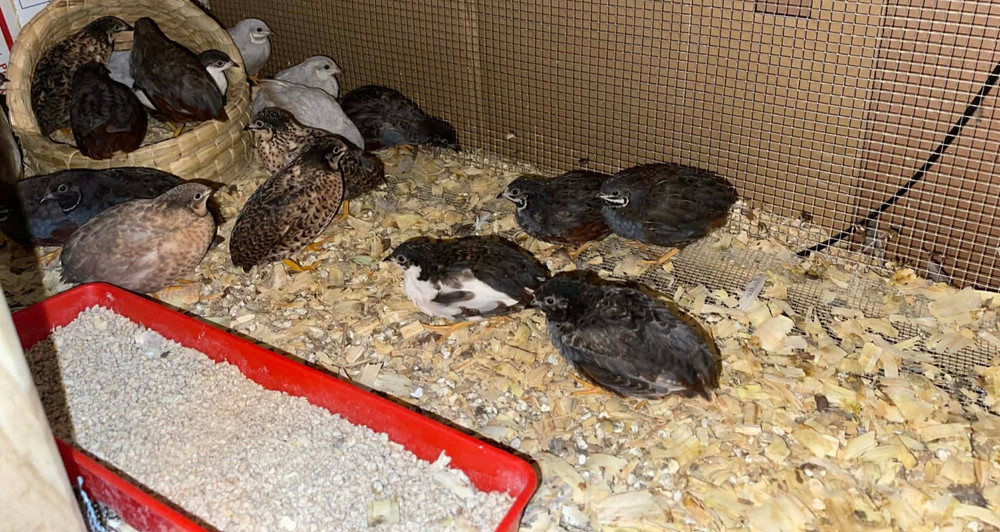 6+ Extra Button Chick (Button Quail) Hatching Eggs – Fresh & Hand Selected