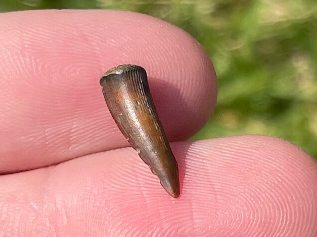Enchodus Fossil Fish Tooth Fang Texas Cretaceous Age Ozan Formation