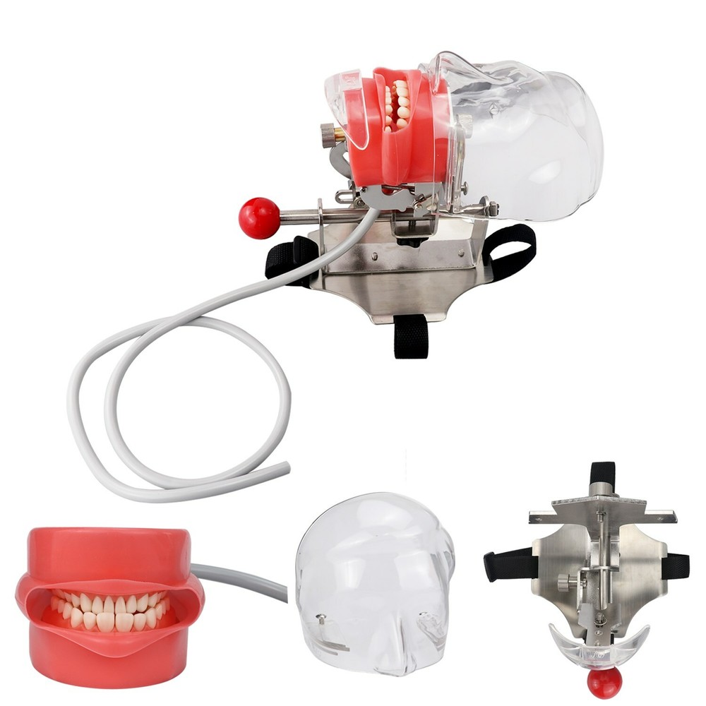 Dental Simulator Manikin Phantom Head Model with Replaceable Teeth Model USSTOCK