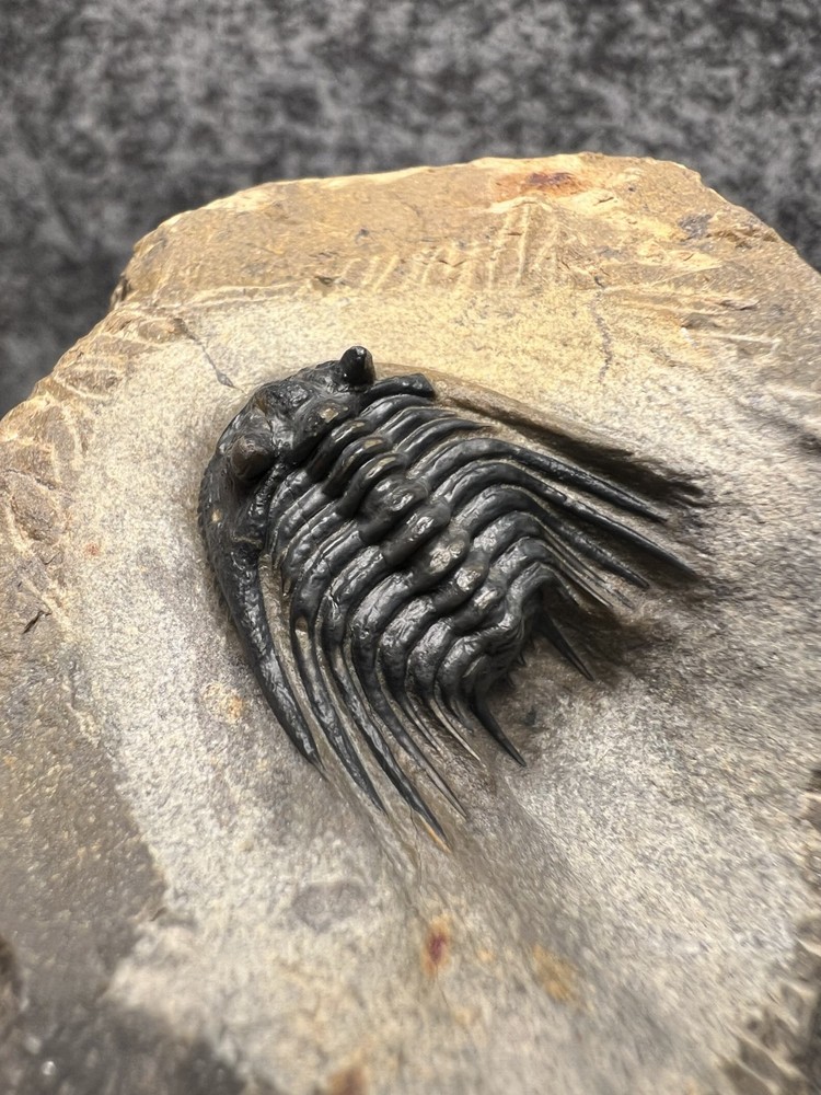 Leonaspis sp. Trilobite Fossil – Nice Example on Natural Matrix