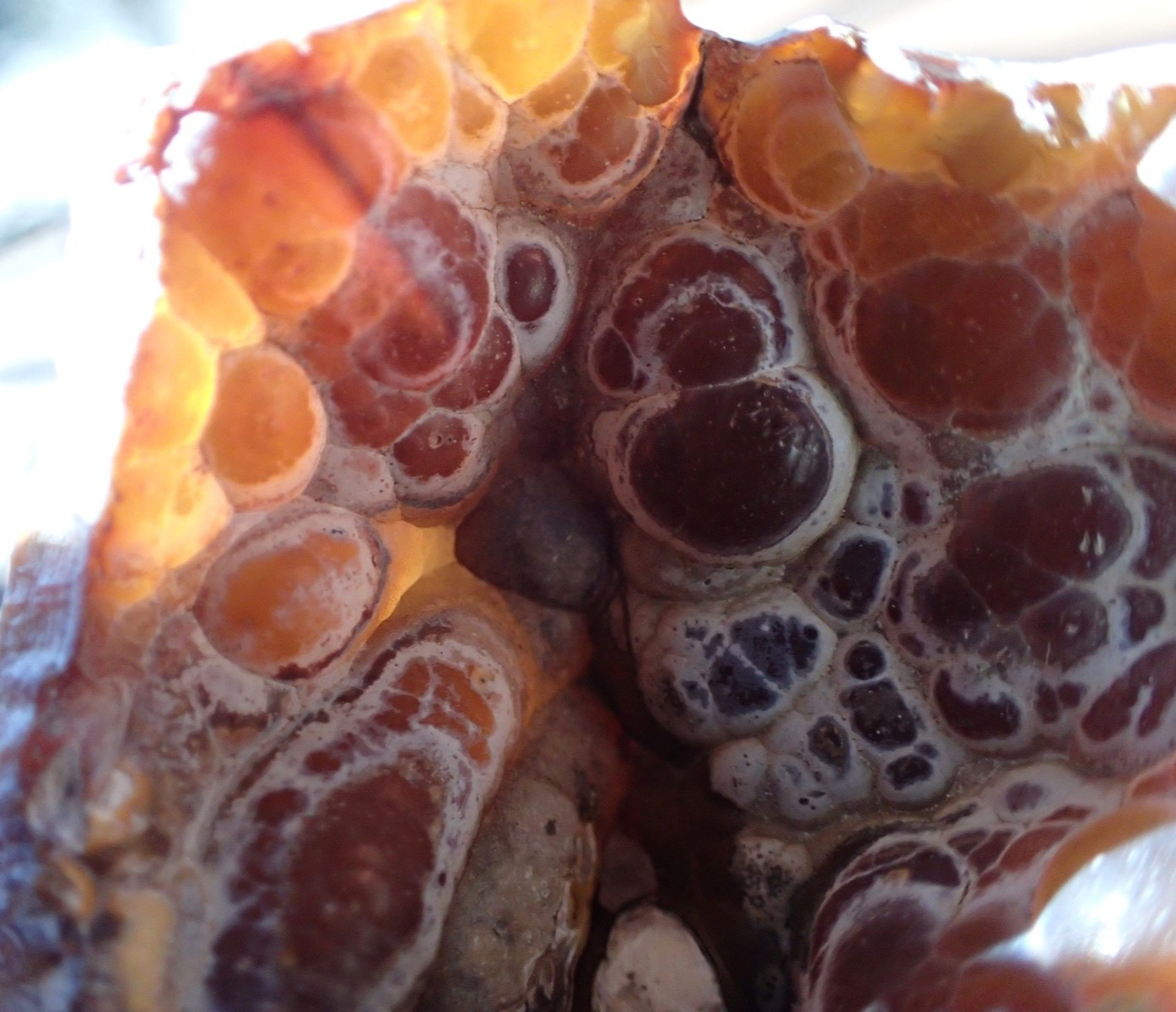 Botryoidal Fossil Coral Geode Fragment GA Agate Amber Display Sea Specimen WC41