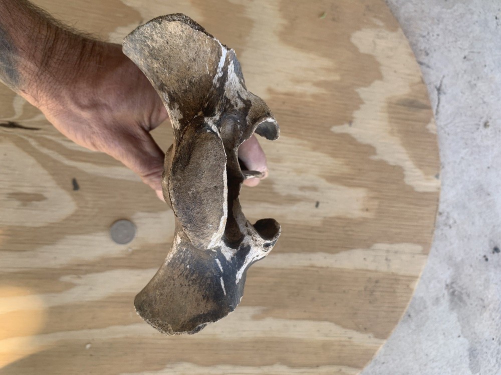 Fossilized Bison Bone