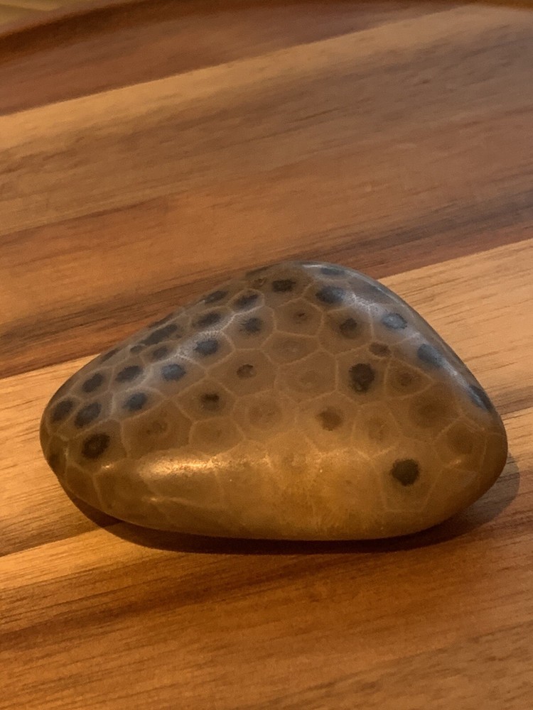 Petoskey Stone Polished