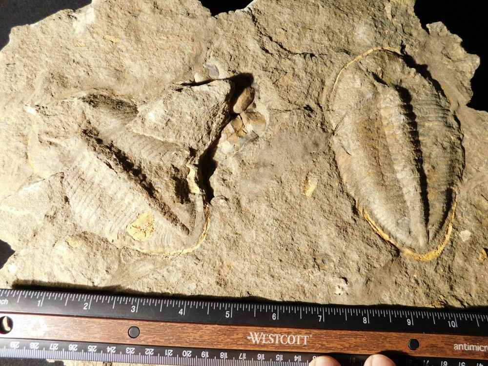 TWO BIG! Eudolatites Sp. Trilobite Fossils in HUGE SPLIT Matrix with STARFISH