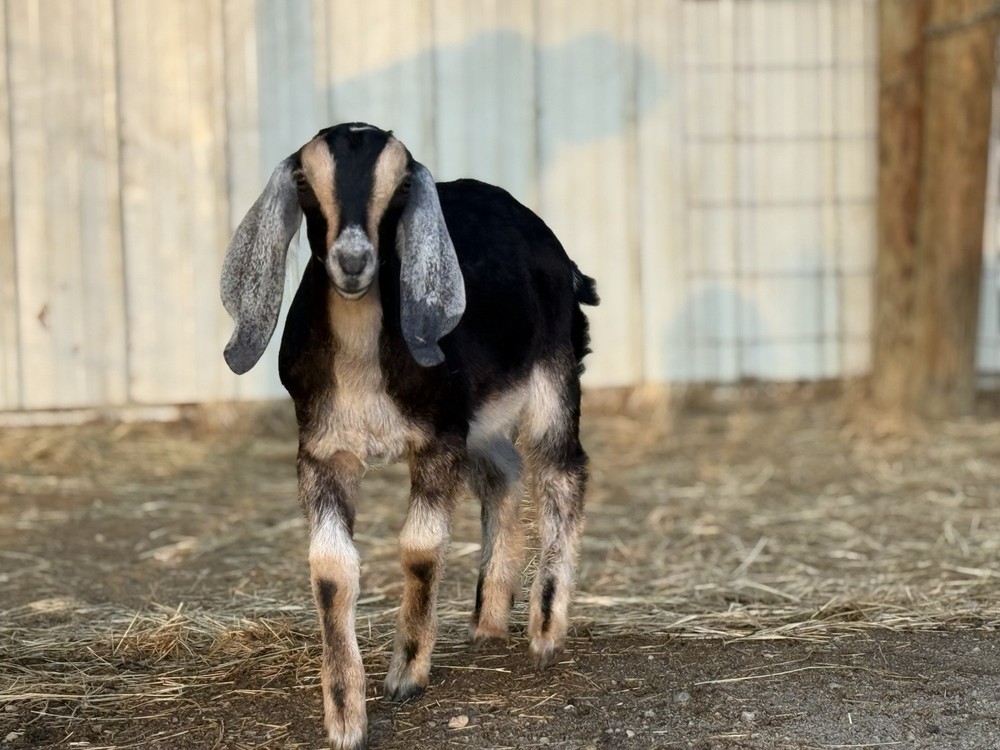 Nubian Buckling Goat