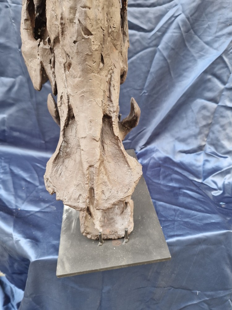 Androsaurus Head Fossil