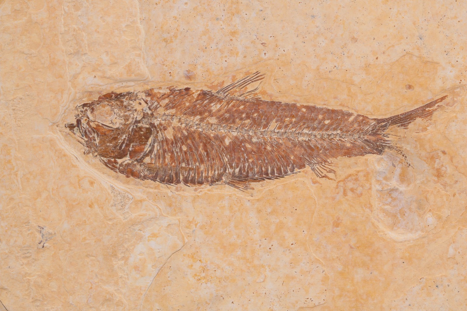 3 Fossil Fish Knightia eocaena Fossil Lake Green River Fm Wyoming WY COA 11910