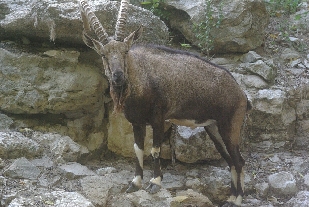 Ibex Taxidermy Reference Photo Cd