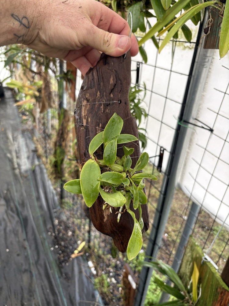 Myrmecophila albopurpurea - Mounted Seedling