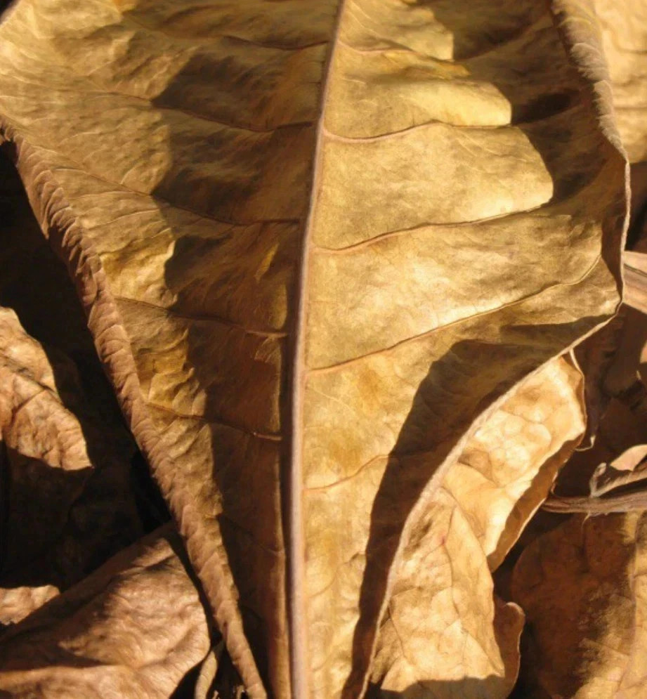 Bolsa de Wild Crafted Bay Leaf Dried cut Leaves Verduras